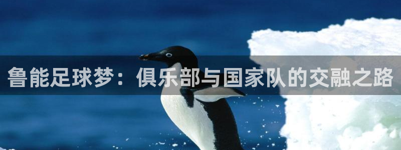 鲁能足球梦：俱乐部与国家队的交融之路